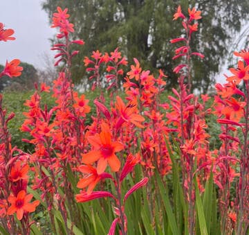 Watsonia barbonica 'Dazzler'