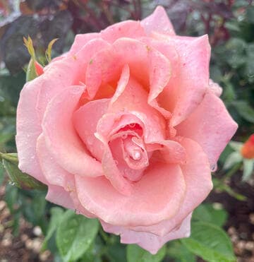 Rosa 'Magic Lantern'