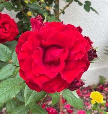 Rosa 'Lady in Red'