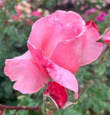 Rosa 'Sweet Mademoiselle'