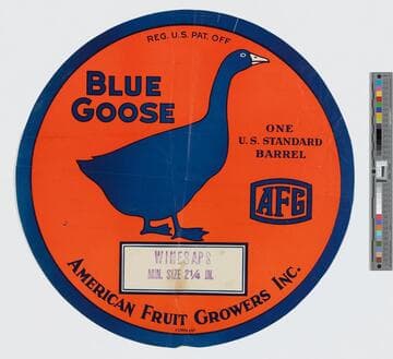 Blue Goose
