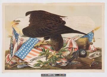 [White-headed eagle with Union shield and Constitution.]