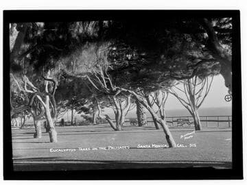Eucalyptus trees on the Palisades, Santa Monica, Cal
