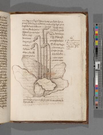 Natural y General Hystoria de las Indias, 1539-1548. [volume 2]