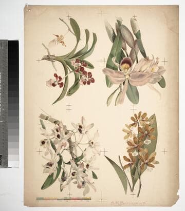 [Proof sheet of four flower images]