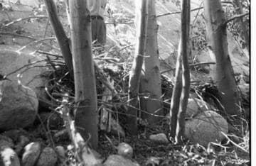 Santa Ana River #1 Powerhouse - Santa Ana River above #1 Intake