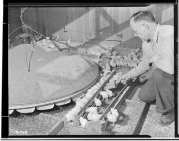 P2 - Poultry - Mr. Hauser