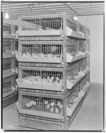 P2 - Poultry - England Ranch