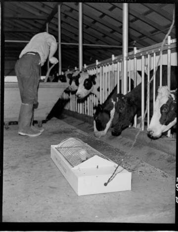 Dairy Booklet photos