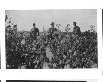 Three men standing in field of ripe cotton