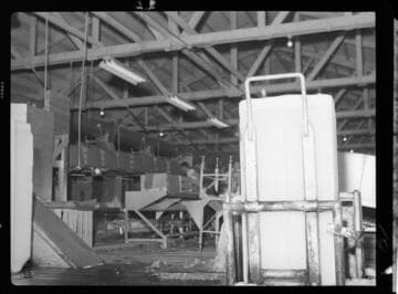 Imperial Ice Plant