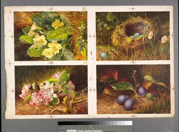 [Proof sheet for 4 images of flowers, birds nest or fruit]