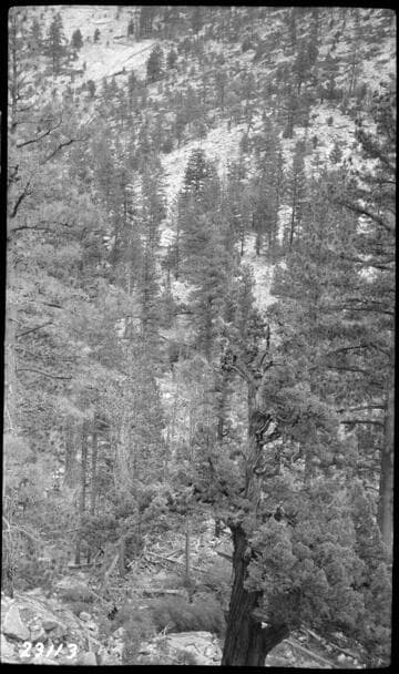 Lower Jackass Dam site