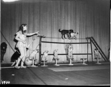 Dog  circus act on stage