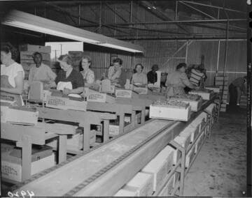 People working in packing house of the California Fruit Exchange