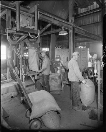 Interior of processing plant with men filling burlap sacks with product