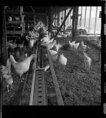 Chickens at the feed trough