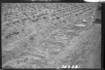 Vincent Transmission Line - South side of Potato field