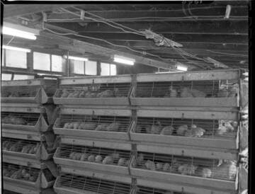 Agriculture Poultry