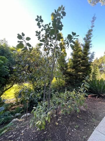 Populus guzmanantlensis