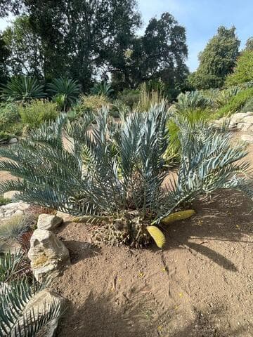 Encephalartos trispinosus