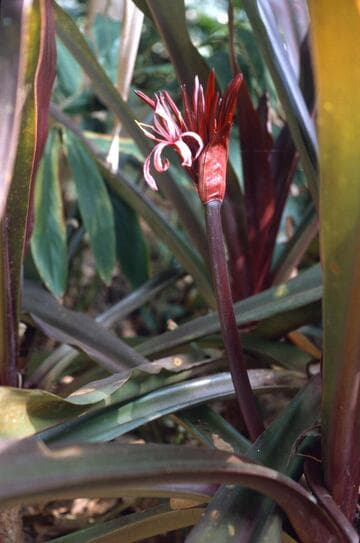 Crinum procerum var. splendens