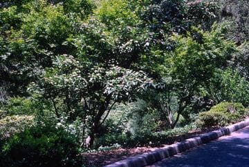 Crataegus arnoldiana