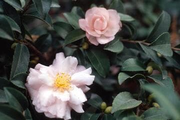 Camellia sasanqua 'Bettie Patricia'