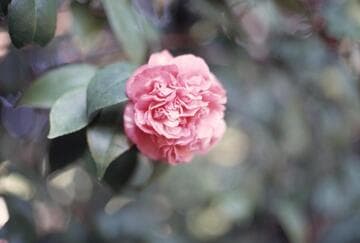 Camellia japonica cv.