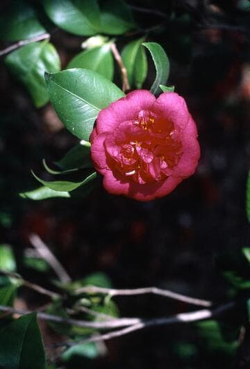 Camellia japonica 'Fisher's Rose'
