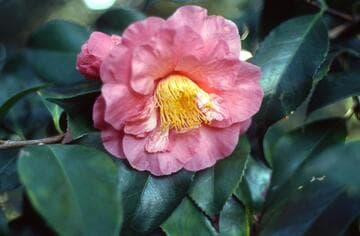 Camellia japonica cv.