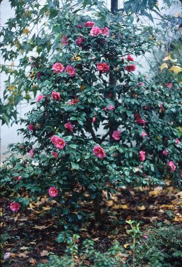 Camellia japonica 'High Wide 'n Handsome'