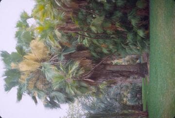 Brahea (open hybrid)