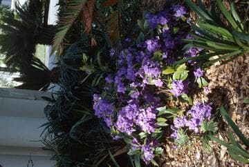 Brunfelsia pauciflora var. calycina 'Macrantha'