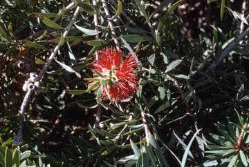 Callistemon montanus