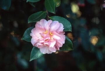 Camellia hiemalis 'Showa-no-sakae' (Glory of Showa Era)