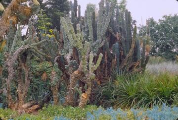 Cereus peruvianus 'Monstrosus'
