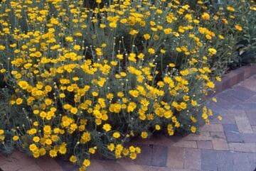 Anthemis tinctoria 'Kelway'
