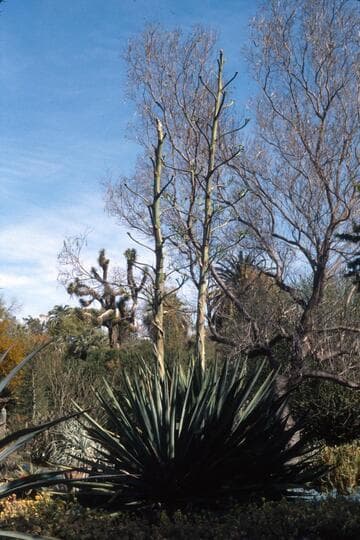 Agave sisalana