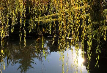 Salix x sepulcralis nothovar. chrysocoma