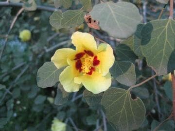 Hibiscus diplocrater