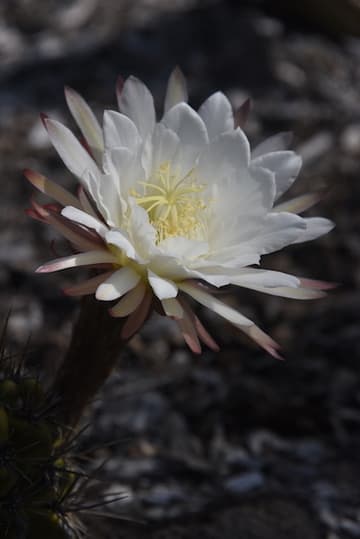 Gasteria bicolor var. bicolor