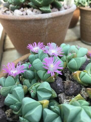Gibbaeum petrense