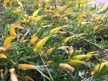 Eremophila carnosa 'Mingenew Gold'