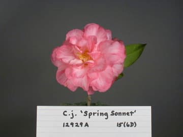 Camellia japonica 'Spring Sonnet'