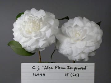 Camellia japonica 'Alba Plena'