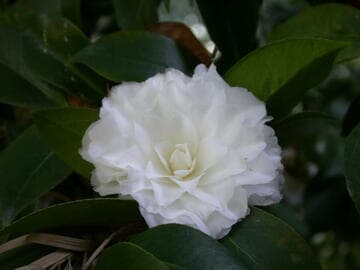 Camellia japonica 'Margarete Hertrich'