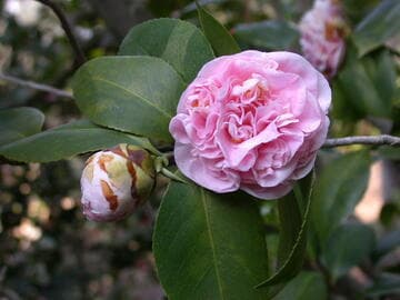 Camellia japonica 'Debutante'