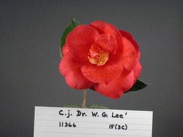 Camellia japonica 'Doctor Lee'