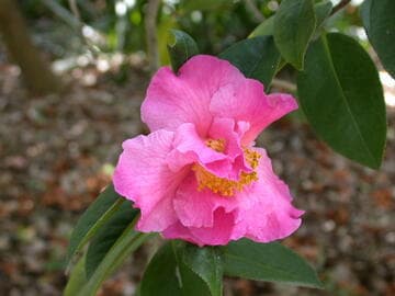 Camellia saluenensis x C. reticulata 'Dali Cha'